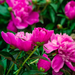 Fototapeta premium Pion