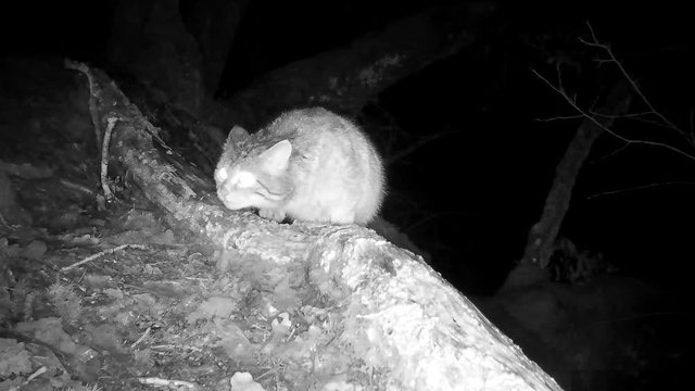 Europ&auml;ische Wildkatze schnuppert und sichert, Freiland