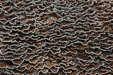Turkey tail (Trametes versicolor). Another scientific names are Coriolus versicolor and Polyporus...