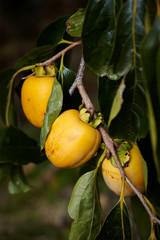 Fresh persimmon tree 