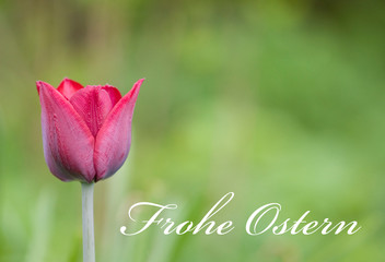 Pinke Tulpe vor grünem Hintergrund mit Aufschrift Frohe Ostern