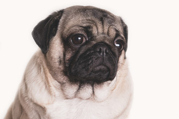 Obraz premium Funny Pug Puppy on white background. portrait of a cute pug dog with big sad eyes and a questioning look on a white background, Beige pug with huge eyes on a white background