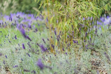 Lavendel