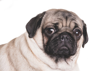 Fototapeta premium Funny Pug Puppy on white background. portrait of a cute pug dog with big sad eyes and a questioning look on a white background, Beige pug with huge eyes on a white background