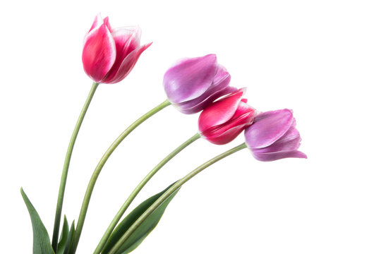 Lilac and pink tulips isolated on a white background