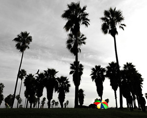 Palm Tress with Colourful umbrella