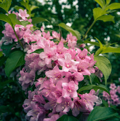 Summer field flowers
