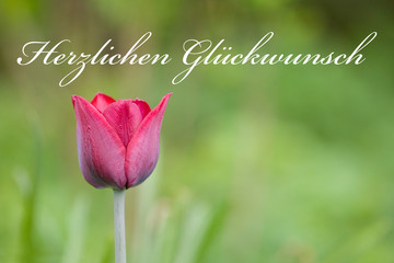 Pinke Tulpe vor grünem Hintergrund mit der Aufschrift Herzlichen Glückwunsch