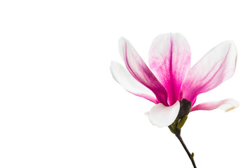 Fototapeta na wymiar magnolia flower background
