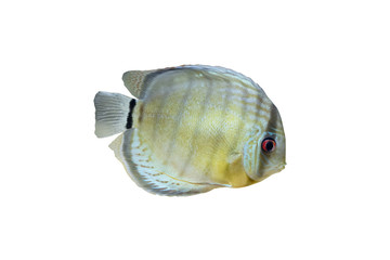 blue discus fish on white background