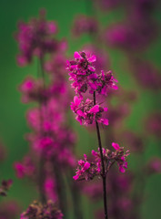 Summer field flowers