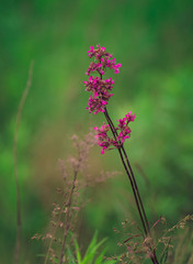 Summer field flowers