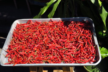 Piments rouges séchés  sur un plateau