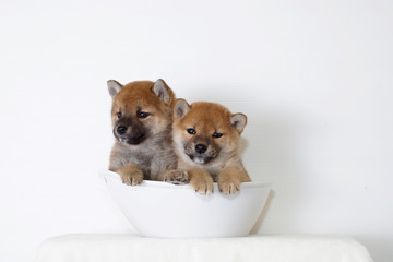 ２匹の豆柴子犬