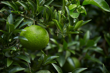 Fresh tangerine tree