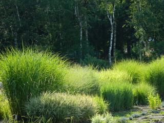Obraz premium grass, nature, green, forest, landscape, tree, summer, field, sky, trees, meadow, plant, path, spring, park, lawn, blue, woods, environment, leaf, beautiful, countryside, wood, rural, sun