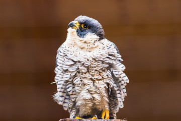 Peregrine Falcon (Falco peregrinus). Bavaria, Germany, Europe.