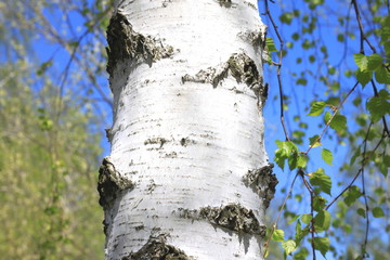 Young birch with black and white birch bark in spring in birch grove against the background of...