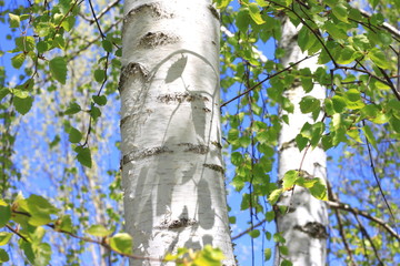 Obraz premium Young birch with black and white birch bark in spring in birch grove against the background of other birches