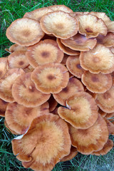 Ringless honey fungus (Armillaria tabescens).