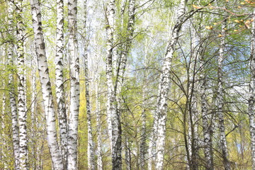 Young birch with black and white birch bark in spring in birch grove against the background of other birches