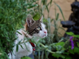 Cat in a Garden