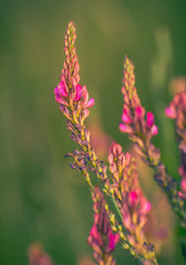 Summer field flowers