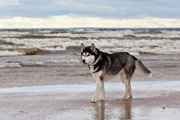 Dog breed Siberian Husky standing on the shore of a stormy bay