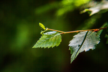 Closeup nature view of green leaf glow in sun on blurred greenery spring or summer background in garden or park with copy space. Natural green plants landscape ecology fresh wallpaper concept
