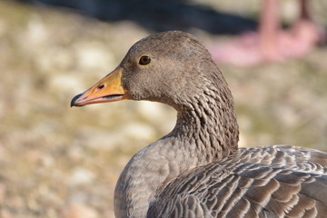 Coria del Rio (Sevilla) La Cañada de los Pajaros