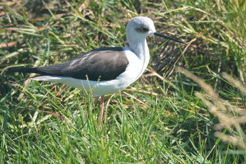 Naklejka premium Coria del Rio (Sevilla) La Cañada de los Pajaros