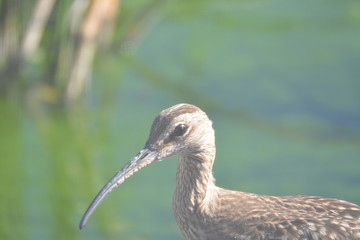 aves, amanecer,rio y laguna