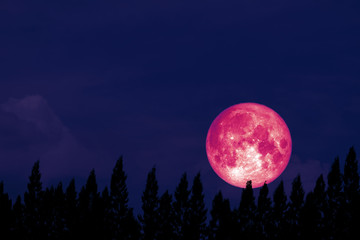 Full Rose Moon back on silhouette pine on night sky