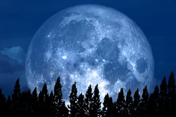 Papier Peint photo Lavable Pleine lune Full Rose Moon back on silhouette pine on night sky