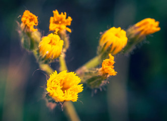 Summer field flowers
