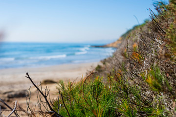 Green plants close up near seashore in sunny day