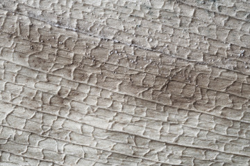 Old leaf macro texture. Grey texture of the sheet.