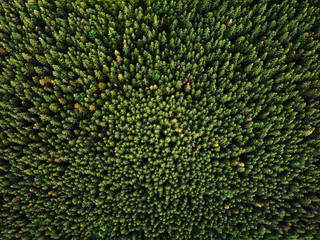 Top down forrest in the sun