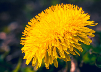 Dandelion