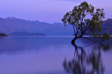ニュージーランドのワナカツリー