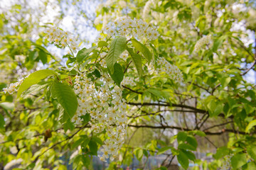 cherry blossoms in the garden on a sunny spring day