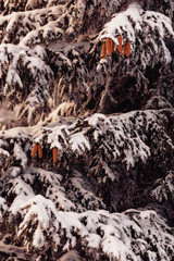 Pine cones with heavy layer of snow on top