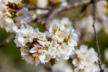 Closeup of a bee pollinating a cherry flower