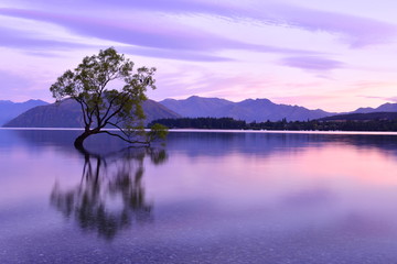 ニュージーランドのワナカツリー