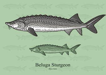 Fototapeta premium Beluga Sturgeon. Vector illustration with refined details and optimized stroke that allows the image to be used in small sizes (in packaging design, decoration, educational graphics, etc.)