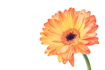 Bright orange gerbera flower isolated on a white background with clipping path. Closeup. Design element for invitations, greeting cards, quotes, blogs, posters, flyers, banners, web, prints