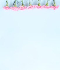 Beautiful blooming pink carnations isolated on bright light blue background, copy space, flat lay, top view, mock up, may mothers day idea concept photography