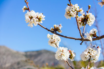 Cherry tree in bloom in Vall de Laguar, Spain