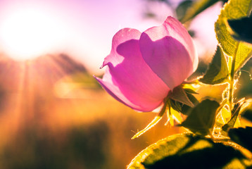 Obraz premium Wild rose