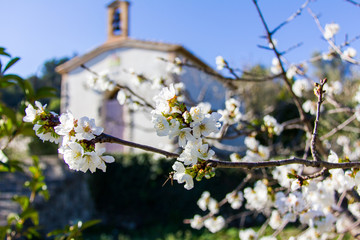 Cherry tree in bloom in Vall de Laguar, Spain. A small hermitage in the background